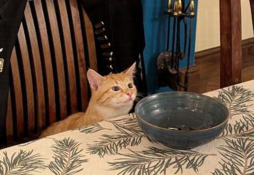 A ginger kitten sitting on a wooden dining chair gazing longingly at a blue cereal bowl. He wishes he was allowed to climb onto the table and drink the milk. (And he will do that the second I'm not watching him)