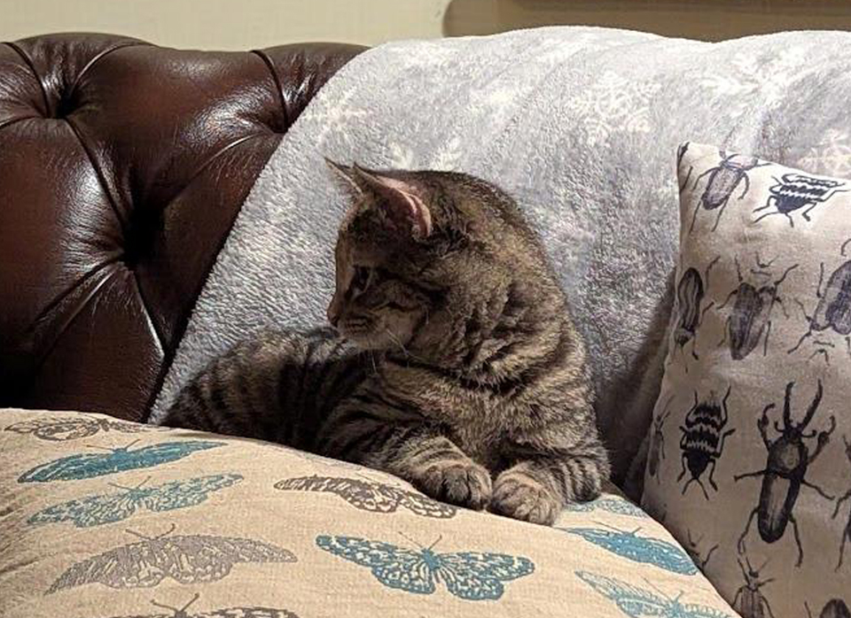 A tabby kitten lying on a cushion. Her paws are neatly in front of her and she's looking to the side. The cushion has a print of butterflies on it, next to it is another with beetles on. The sofa is brown leather, with a grey blanket over the sofa back. 